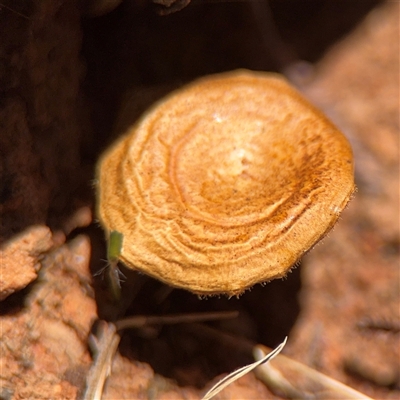 Lentinus arcularius at Campbell, ACT - 24 Dec 2024 by Hejor1