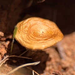 Lentinus arcularius at Campbell, ACT - 24 Dec 2024