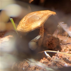 Lentinus arcularius at Campbell, ACT - 24 Dec 2024 01:47 PM