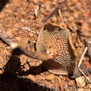 Lentinus arcularius at Campbell, ACT - 24 Dec 2024 01:47 PM