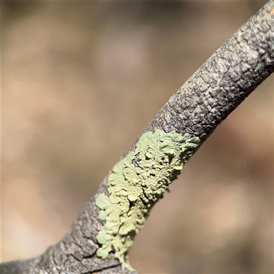 Flavoparmelia sp. (Flavoparmelia Lichen) at Campbell, ACT - 24 Dec 2024 by Hejor1