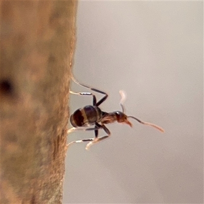 Papyrius sp. (genus) (A Coconut Ant) at Campbell, ACT - 24 Dec 2024 by Hejor1