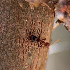 Papyrius sp. (genus) at Campbell, ACT - 24 Dec 2024