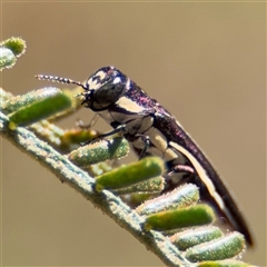 Agrilus hypoleucus (Hypoleucus jewel beetle) at Campbell, ACT - 24 Dec 2024 by Hejor1