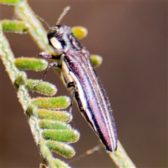 Agrilus hypoleucus at Campbell, ACT - 24 Dec 2024 01:52 PM