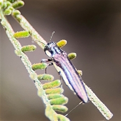 Agrilus hypoleucus at Campbell, ACT - 24 Dec 2024 01:52 PM