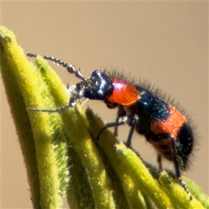 Dicranolaius bellulus (Red and Blue Pollen Beetle) at Campbell, ACT by Hejor1