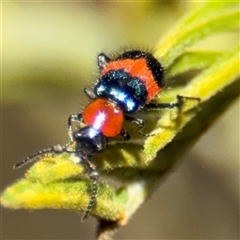 Dicranolaius bellulus at Campbell, ACT - 24 Dec 2024