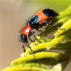 Dicranolaius bellulus at Campbell, ACT - 24 Dec 2024