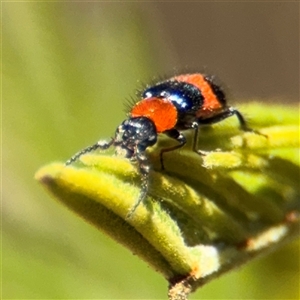 Dicranolaius bellulus at Campbell, ACT - 24 Dec 2024