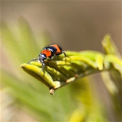 Dicranolaius bellulus at Campbell, ACT - 24 Dec 2024