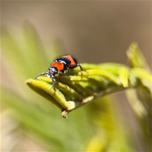 Dicranolaius bellulus at Campbell, ACT - 24 Dec 2024