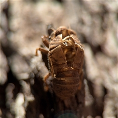 Psaltoda moerens (Redeye cicada) at Campbell, ACT - 24 Dec 2024 by Hejor1