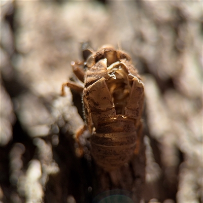 Psaltoda moerens (Redeye cicada) at Campbell, ACT - 24 Dec 2024 by Hejor1