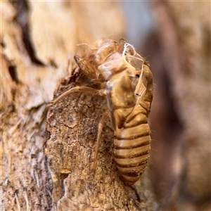 Cicadettini sp. (tribe) at Campbell, ACT - 24 Dec 2024