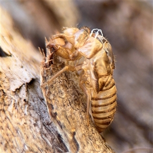 Cicadettini sp. (tribe) at Campbell, ACT - 24 Dec 2024 01:59 PM