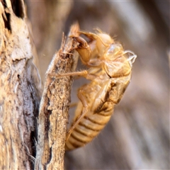 Cicadettini sp. (tribe) at Campbell, ACT - 24 Dec 2024 01:59 PM