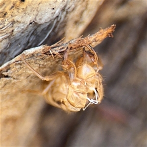 Cicadettini sp. (tribe) at Campbell, ACT - 24 Dec 2024