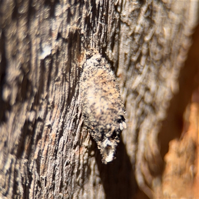 Cebysa leucotelus (Australian Bagmoth) at Campbell, ACT - 24 Dec 2024 by Hejor1