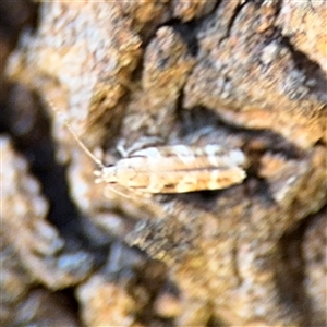 Cosmopterigidae (family) at Campbell, ACT - 24 Dec 2024 02:01 PM