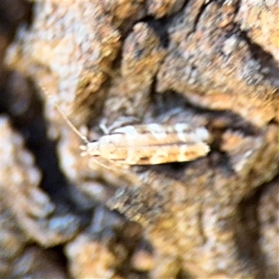 Cosmopterigidae (family) (Unidentified Cosmopterigid moth) at Campbell, ACT - 24 Dec 2024 by Hejor1