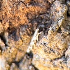 Cosmopterigidae (family) at Campbell, ACT - 24 Dec 2024 02:01 PM