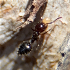 Crematogaster sp. (genus) (Acrobat ant, Cocktail ant) at Campbell, ACT - 24 Dec 2024 by Hejor1