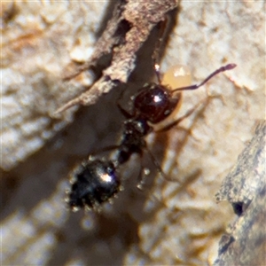 Crematogaster sp. (genus) at Campbell, ACT - 24 Dec 2024