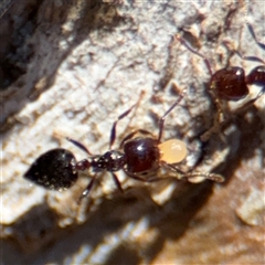 Crematogaster sp. (genus) at Campbell, ACT - 24 Dec 2024