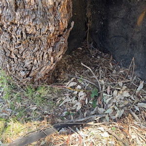 Rubus anglocandicans at Campbell, ACT - 24 Dec 2024