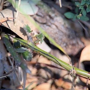 Rubus anglocandicans at Campbell, ACT - 24 Dec 2024