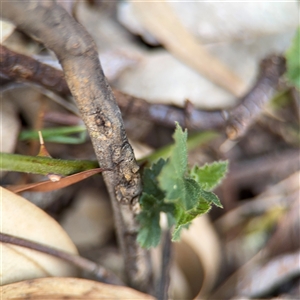 Rubus anglocandicans at Campbell, ACT - 24 Dec 2024