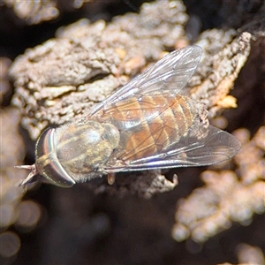 Dasybasis sp. (genus) at Campbell, ACT - 24 Dec 2024 02:07 PM