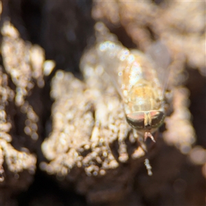 Dasybasis sp. (genus) at Campbell, ACT - 24 Dec 2024 02:07 PM