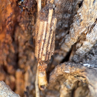 Clania ignobilis (Faggot Case Moth) at Campbell, ACT - 24 Dec 2024 by Hejor1