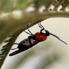 Braconidae (family) (Unidentified braconid wasp) at Campbell, ACT - 24 Dec 2024 by Hejor1