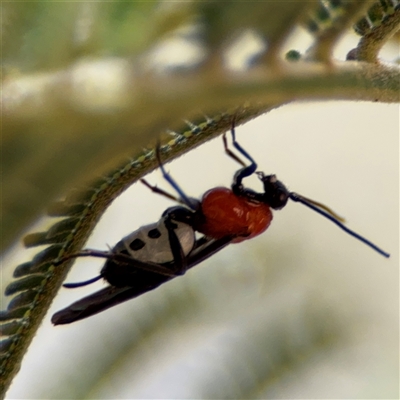 Braconidae (family) at Campbell, ACT - 24 Dec 2024 by Hejor1