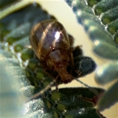 Chrysomelidae sp. (family) (Unidentified Leaf Beetle) at Campbell, ACT - 24 Dec 2024 by Hejor1