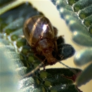 Chrysomelidae sp. (family) at Campbell, ACT - 24 Dec 2024 02:12 PM