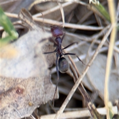 Iridomyrmex purpureus (Meat Ant) at Campbell, ACT - 24 Dec 2024 by Hejor1