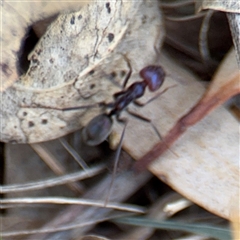 Iridomyrmex purpureus at Campbell, ACT - 24 Dec 2024