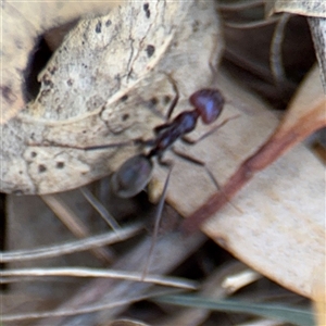 Iridomyrmex purpureus at Campbell, ACT - 24 Dec 2024 02:16 PM