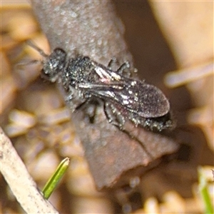 Mutillidae (family) at Campbell, ACT - 24 Dec 2024