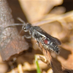 Mutillidae (family) at Campbell, ACT - 24 Dec 2024