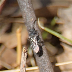 Mutillidae (family) at Campbell, ACT - 24 Dec 2024 02:16 PM