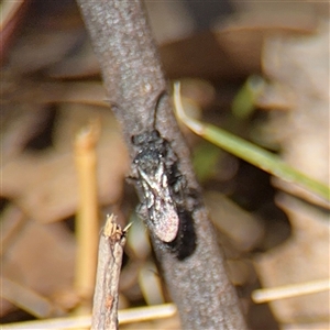 Mutillidae (family) at Campbell, ACT - 24 Dec 2024