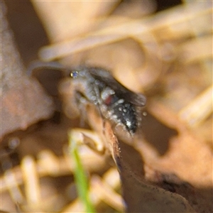 Mutillidae (family) at Campbell, ACT - 24 Dec 2024