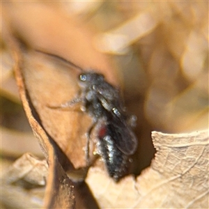 Mutillidae (family) at Campbell, ACT - 24 Dec 2024 02:16 PM