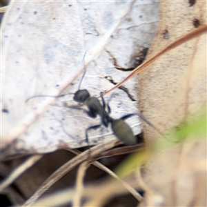 Camponotus aeneopilosus at Campbell, ACT - 24 Dec 2024