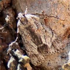 Spectrotrota fimbrialis (A Pyralid moth) at Campbell, ACT - 24 Dec 2024 by Hejor1